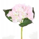 TIGE HORTENSIA ROSE