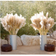 FLEURS DE PAMPA NATURELLES X5 - PREVENTE