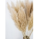 FLEURS DE PAMPA NATURELLES X5 - PREVENTE