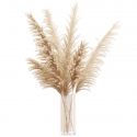 FLEURS DE PAMPA NATURELLES X5