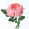 TIGE CHRYSANTHEME