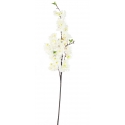 BRANCHE DE CERISIER BLANC X10 